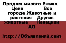 Продам милого ёжика › Цена ­ 10 000 - Все города Животные и растения » Другие животные   . Ненецкий АО